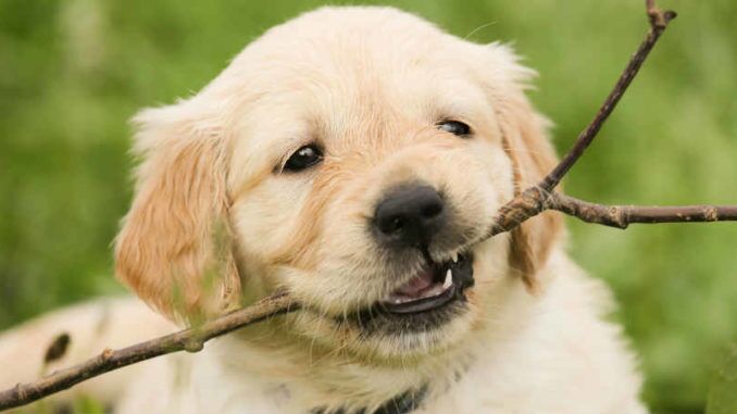 tierkommunikation-yvonne-sebestyen-puppy