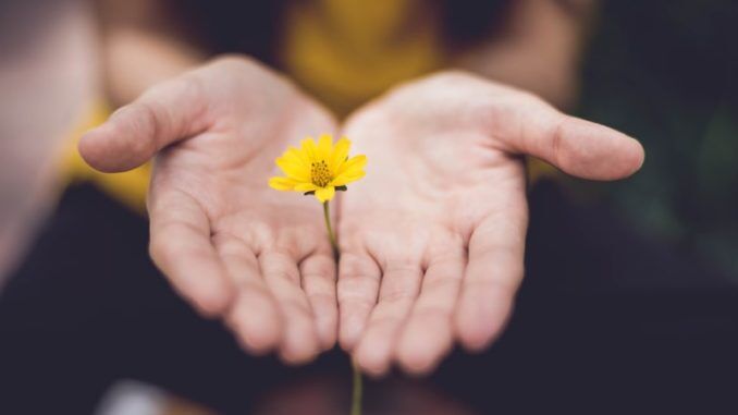 geöffnete Hände halten eine gelbe Blume