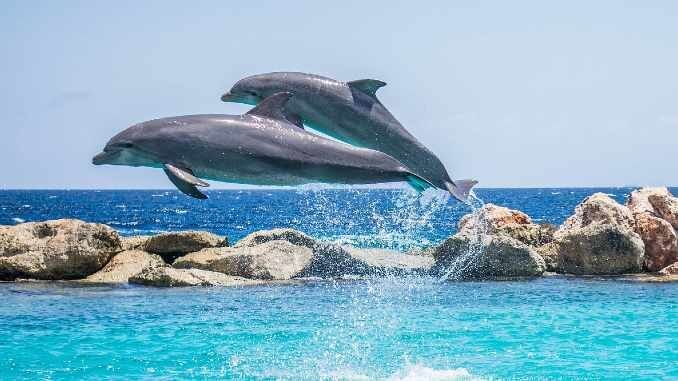 springende-delfine-meer-dolphins